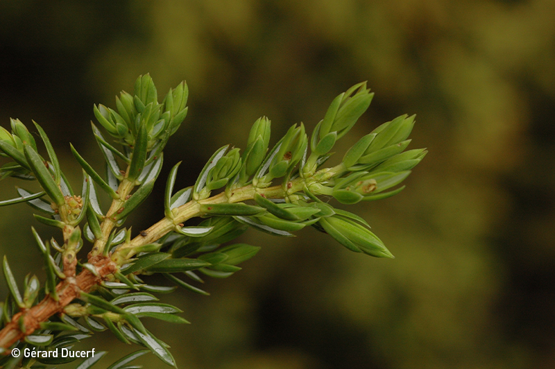 Gemmothérapie de Genévrier - Bourgeon frais bio - Herbiolys Laboratoire